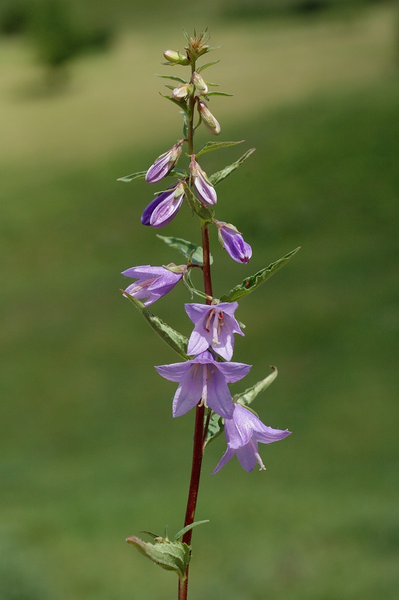 Campanula Trachelium Nettle leaved Bellflower campanula-trachelium-nettle-leaved-bellflower